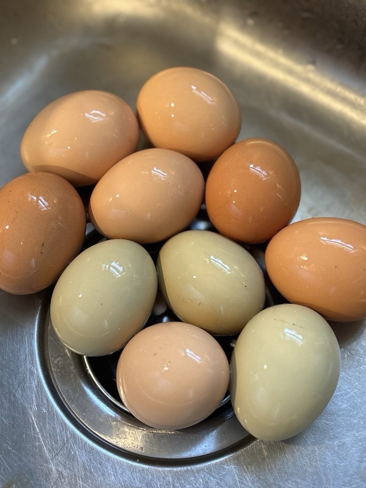 Barnyard Mix Hatching Eggs 12ct Variety Pack READ DESCRIPTION