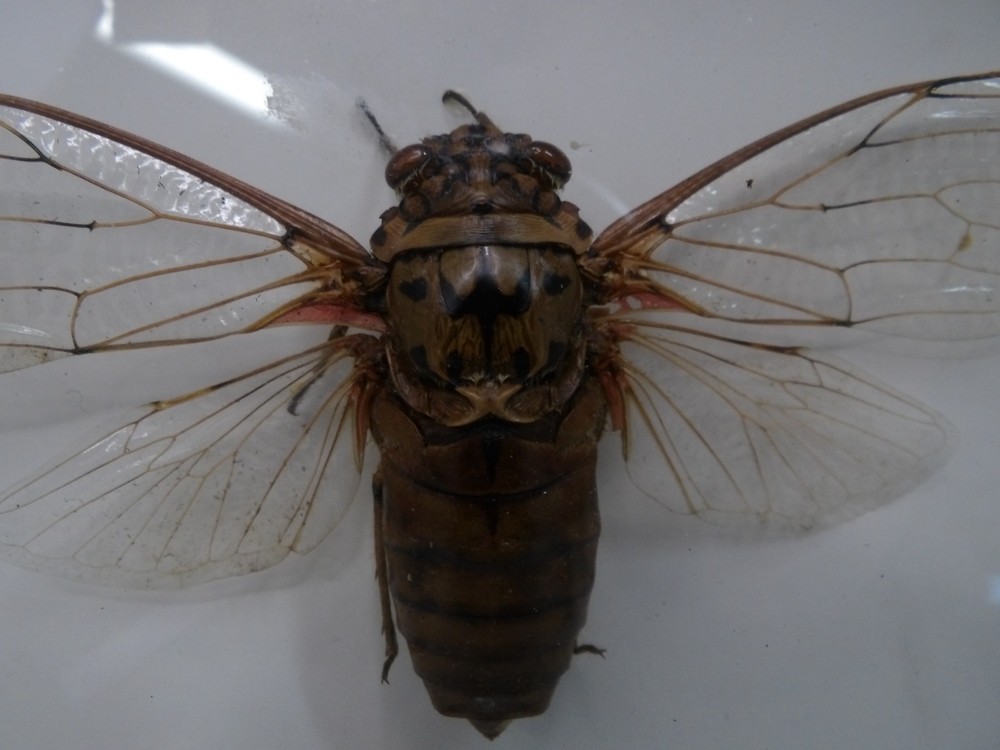 Shadow Box Frame Display Giant Cicada Real Specimen wall Mount Insect Winged