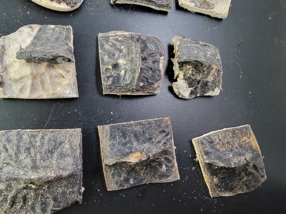 Gator ALLIGATOR BACK SCUTE bone bones BONY skutes croc weird OSTEODERMS unclean