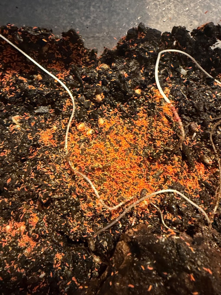 Orange Springtails 210-220 count (read description)