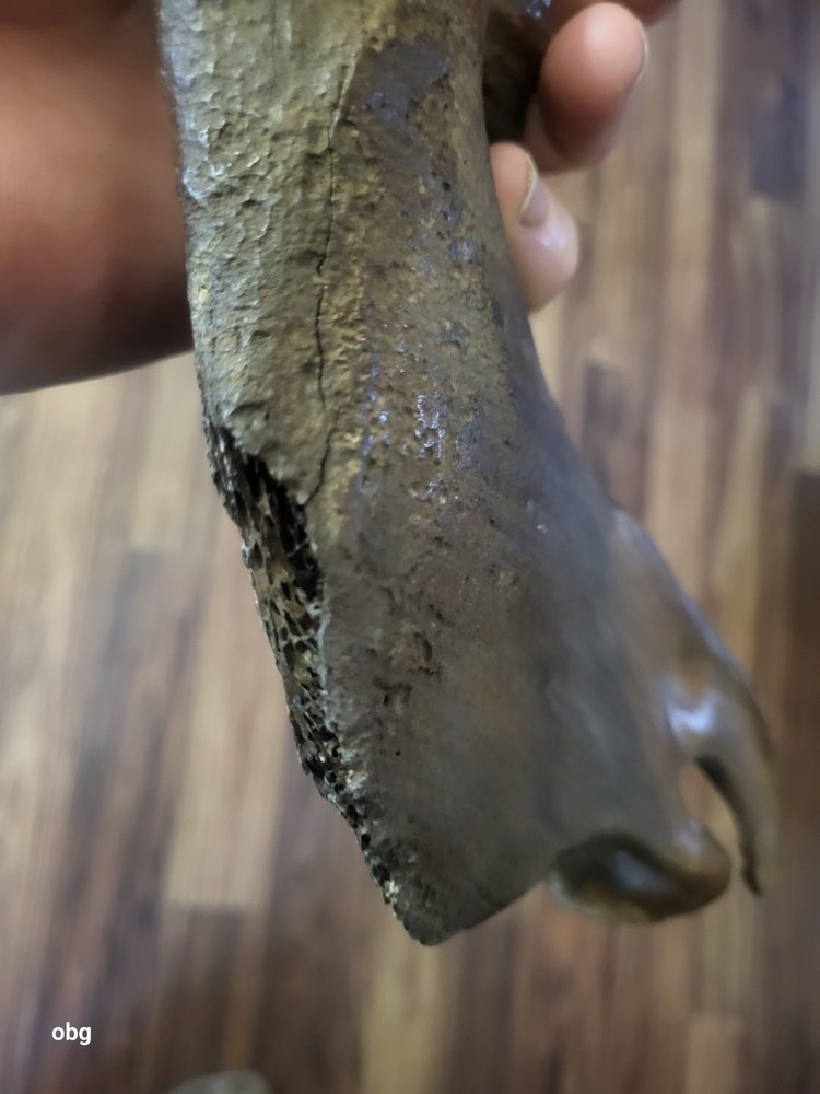 Historic Bison lower jaw bone buffalo