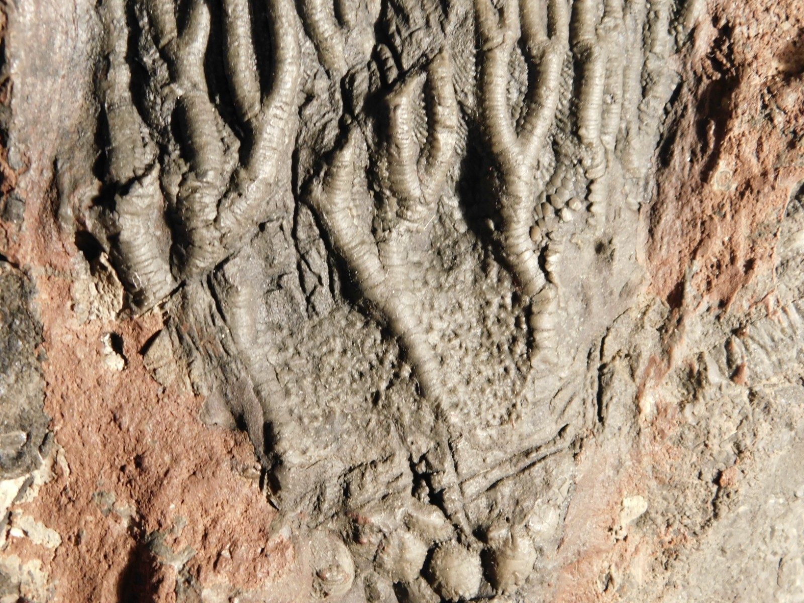 wOw BIG!! 430 Million Year Old! CRINOID Fossil or Sea LILY Fossil Morocco 1801gr