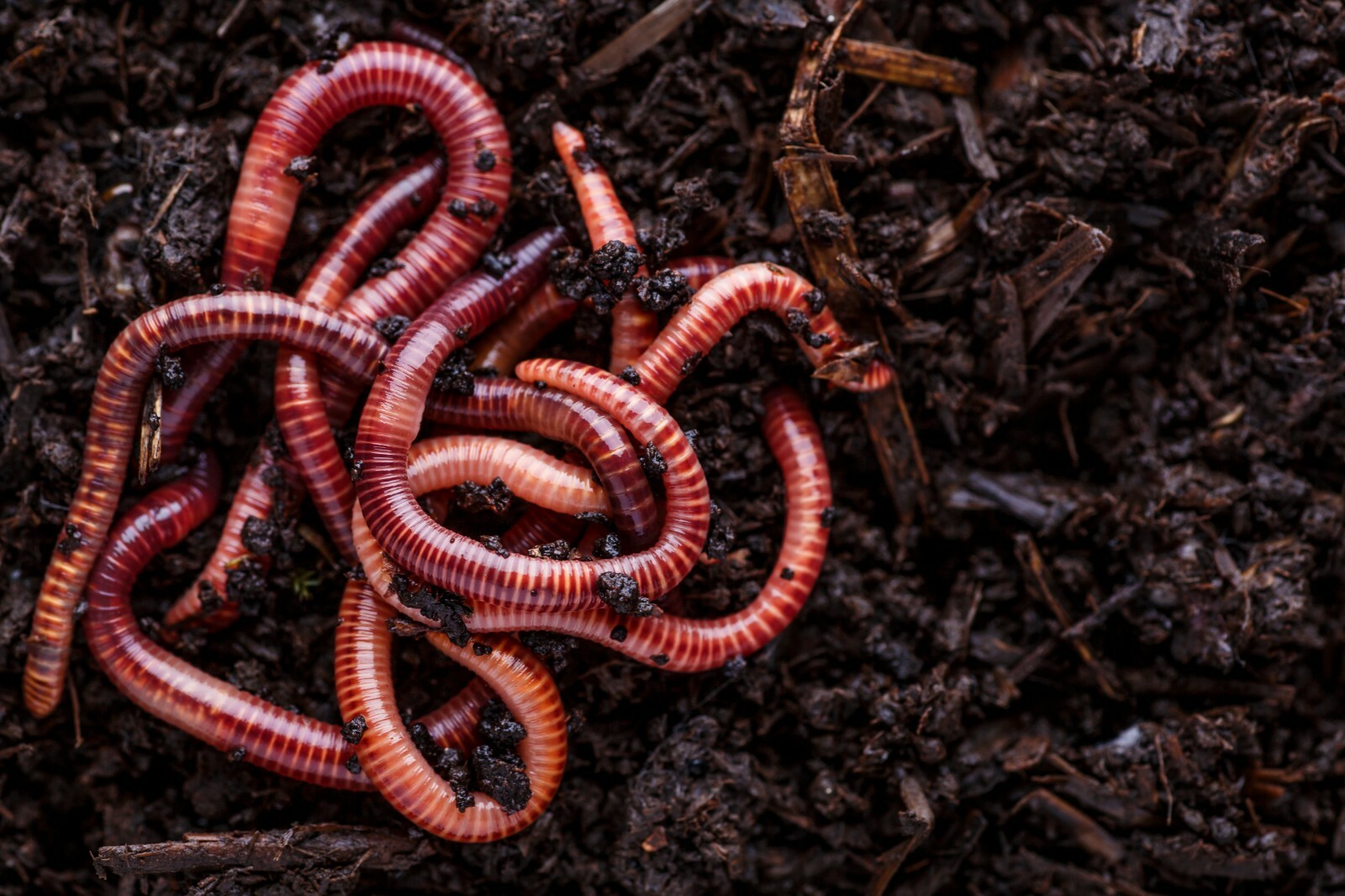 Red Wiggler Composting Worms - 250 thru 2000 ct available