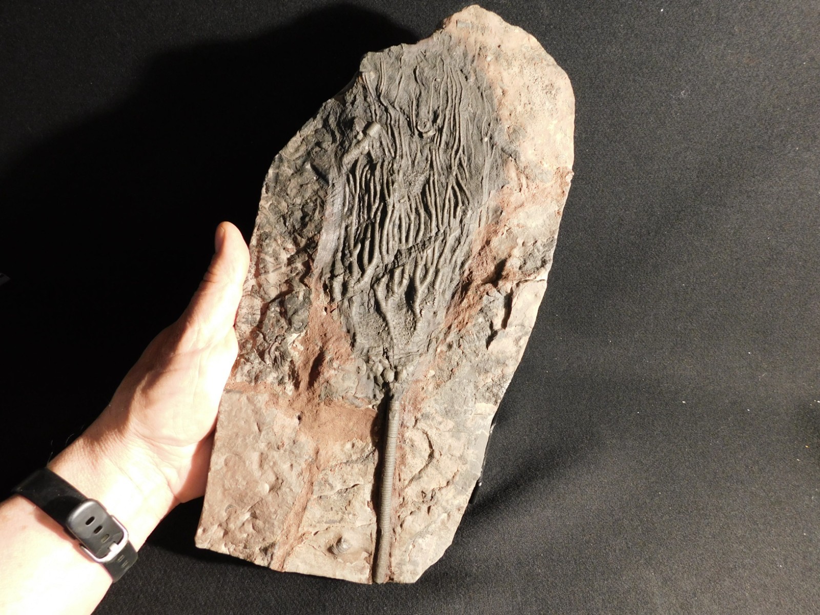 wOw BIG!! 430 Million Year Old! CRINOID Fossil or Sea LILY Fossil Morocco 1801gr