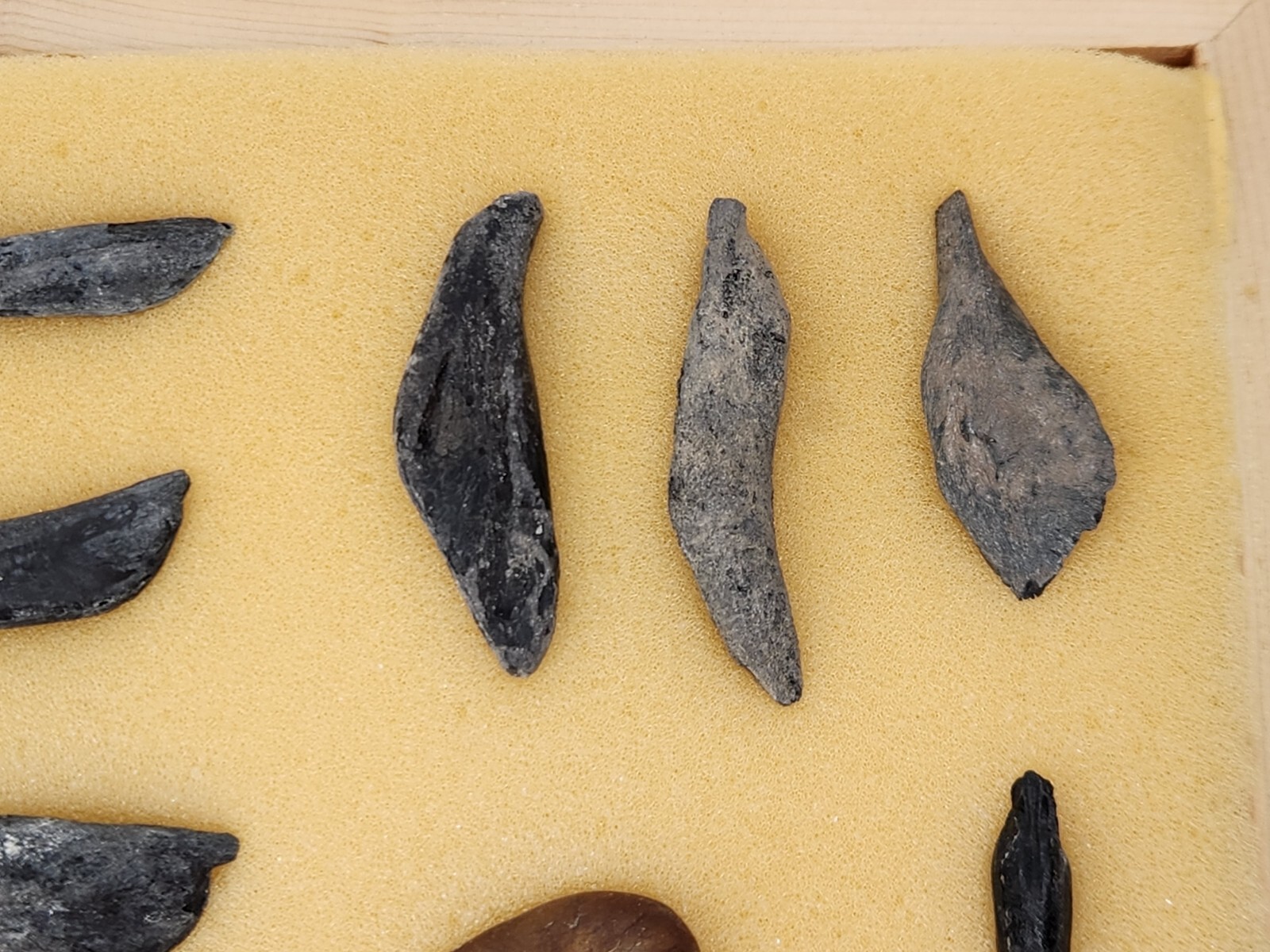 Fish Swim Bladder Fossil - Florida - 1 Per Purchase