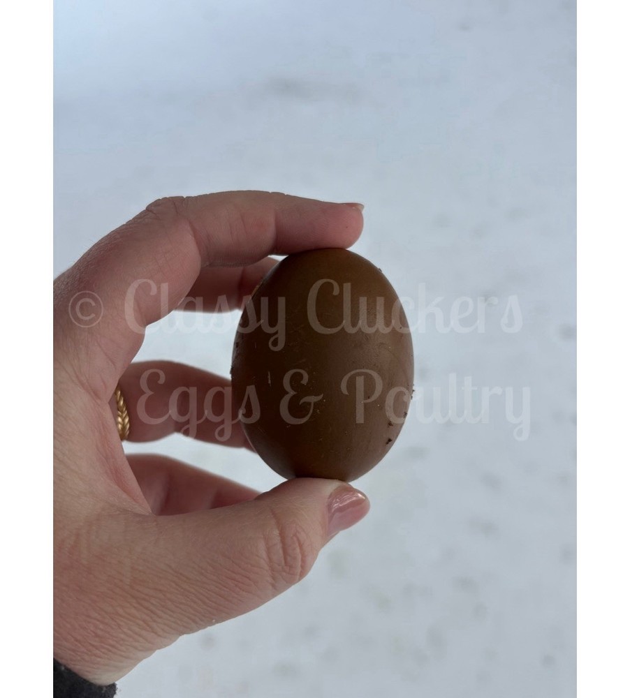 Chocolate Toned Hatching Eggs