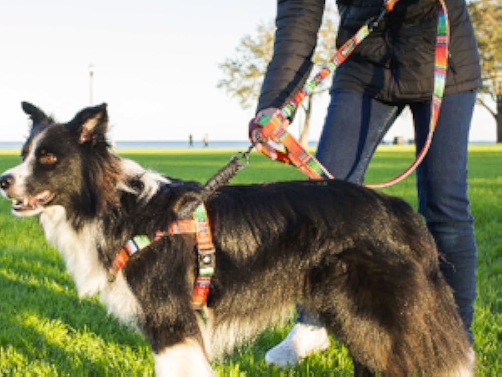 Leash No Pull Dog Harn, Easy Walk for Small, Medium, and Lar