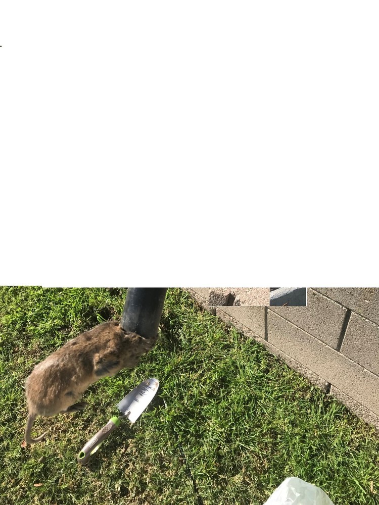 (4PACK)Gopher Mole Vole Tunnel Trap Sensitive Trapper Eco Friendly Catcher