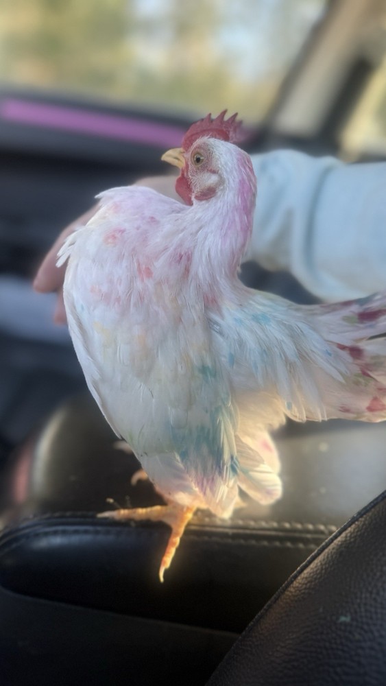 18++Small/Micro A&B SERAMA Hatching Eggs