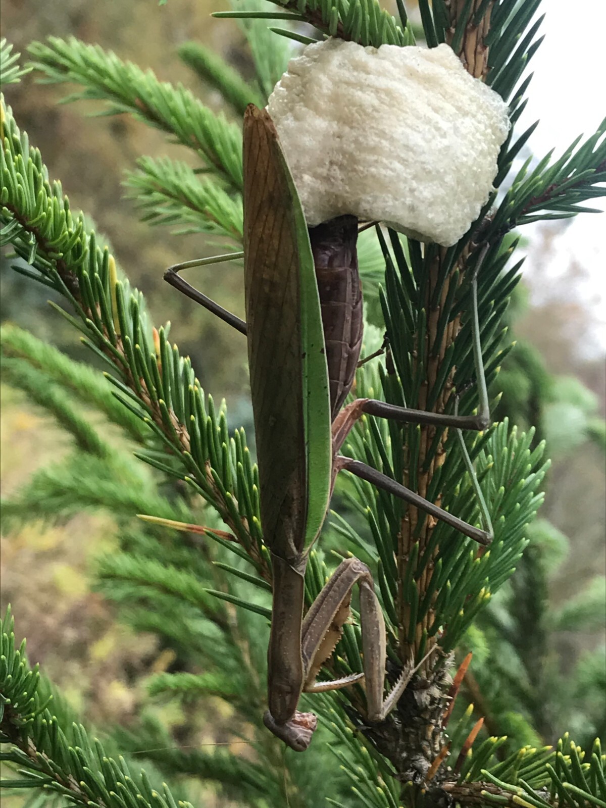 Fresh 5 Praying Mantis Egg Case + FREE Hatching Habitat Bag Picked 2025 Season