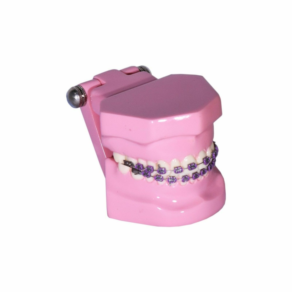 Redland B3-01 Dental Demonstration Teeth Educational Model
