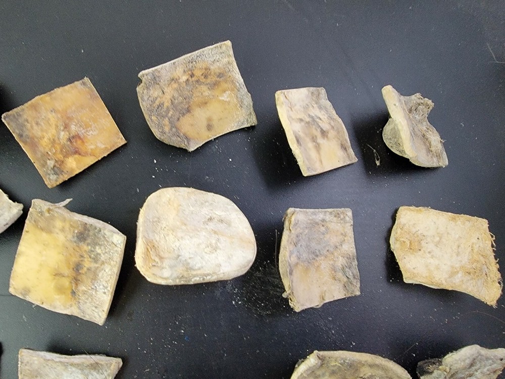 Gator ALLIGATOR BACK SCUTE bone bones BONY skutes croc weird OSTEODERMS unclean