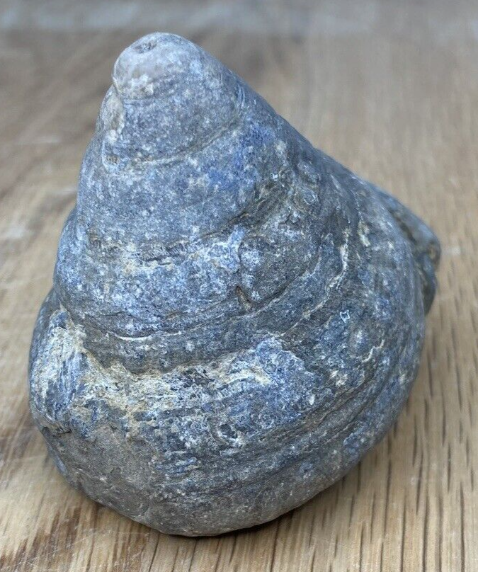 Fossil Specimen, Gastropod, 66mm
