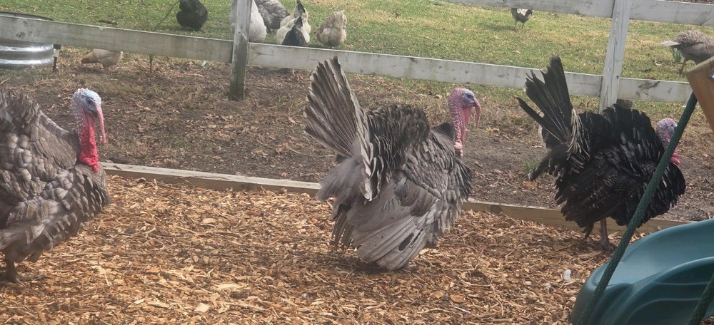 Turkey Hatching Eggs Fall Fire Slate Mix Heritage Varieties 6++