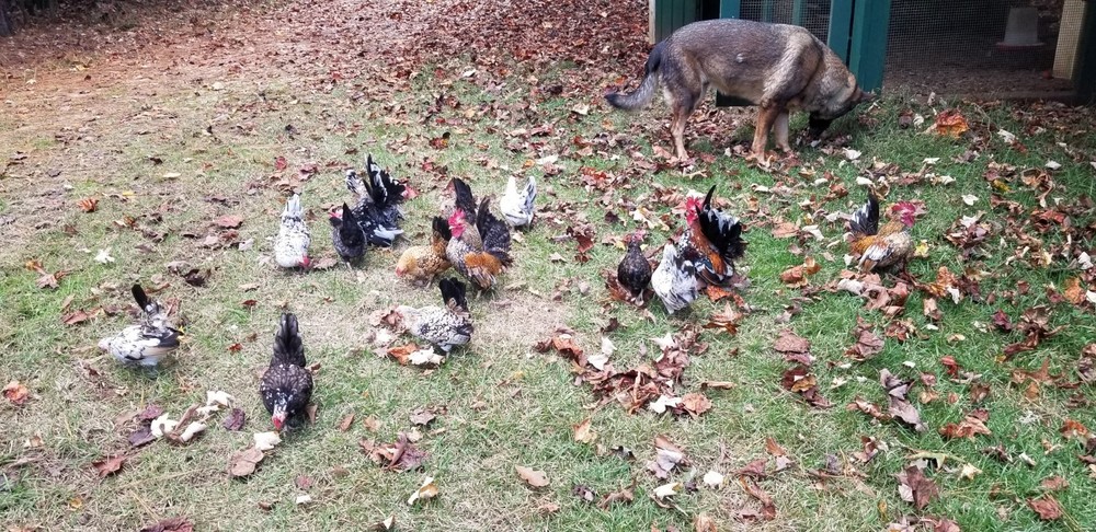 Serama Bantam Eggs. 1 Dozen + extras. Video NO RESERVE!!!