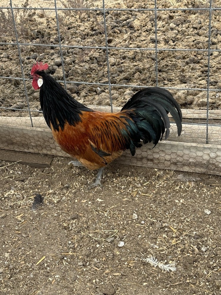 German Vorwerk Hatching Eggs