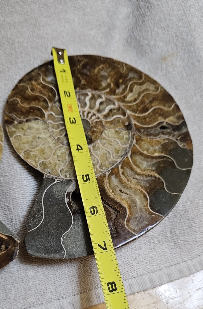 Ammonite Natural Pair