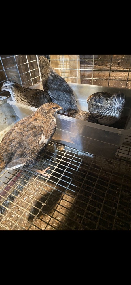 Quail Hatching Eggs with Natural Speckled Shells