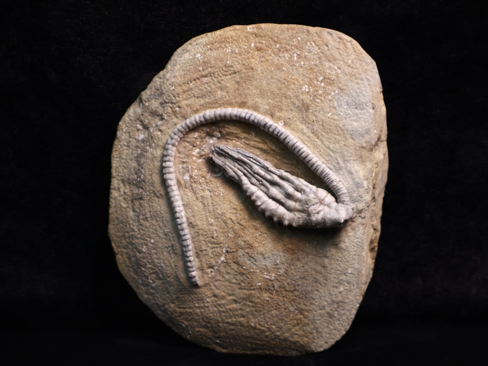 Wound Up Fossil Crinoid, Crawfordsville, IN