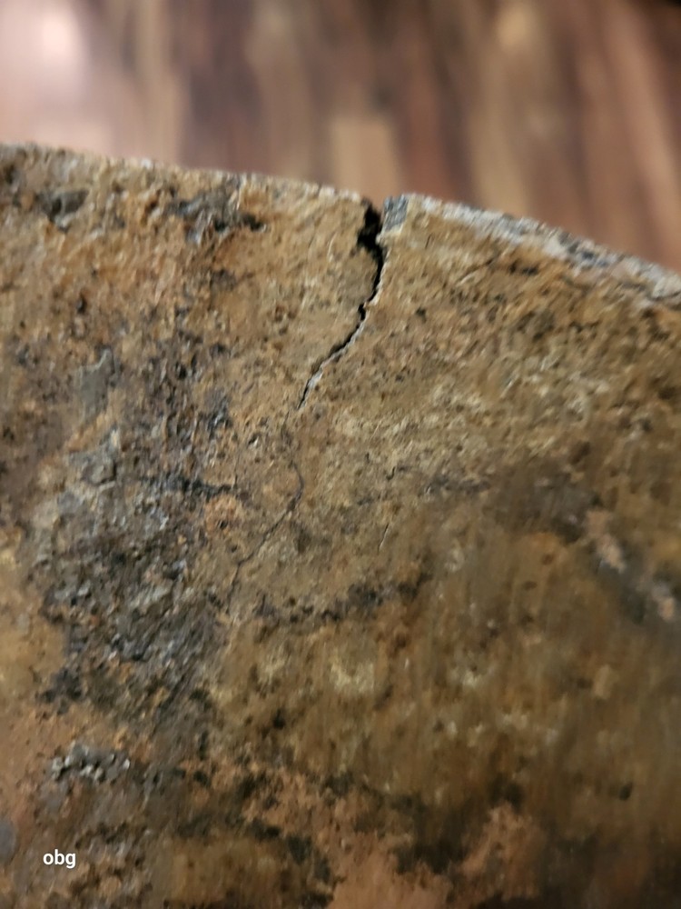 Historic Bison SHOULDER BLADE scapula