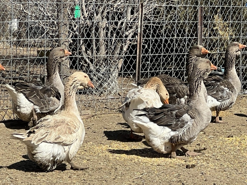 Jumbo Dewlap Toulouse Hatching Eggs