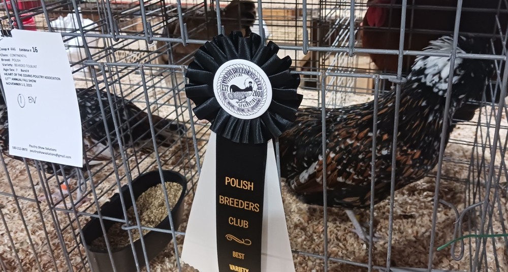 polish tolbunt hatching eggs