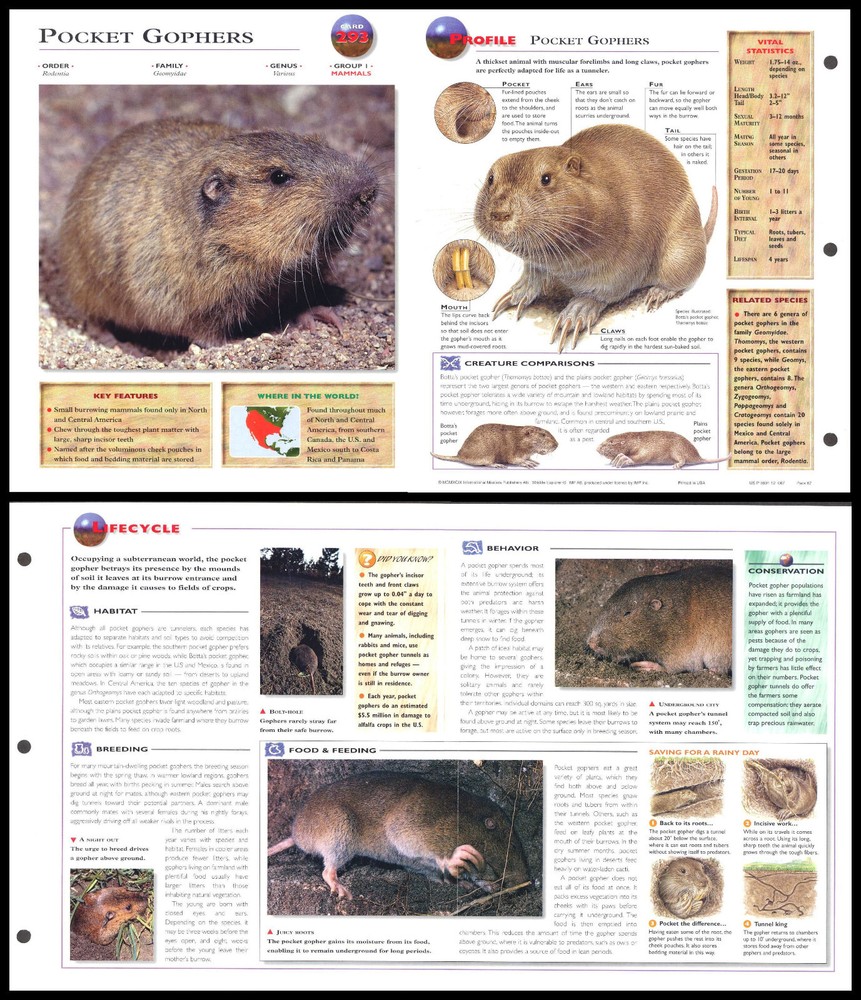 Fold-Out Sheet - Pocket Gophers - 293