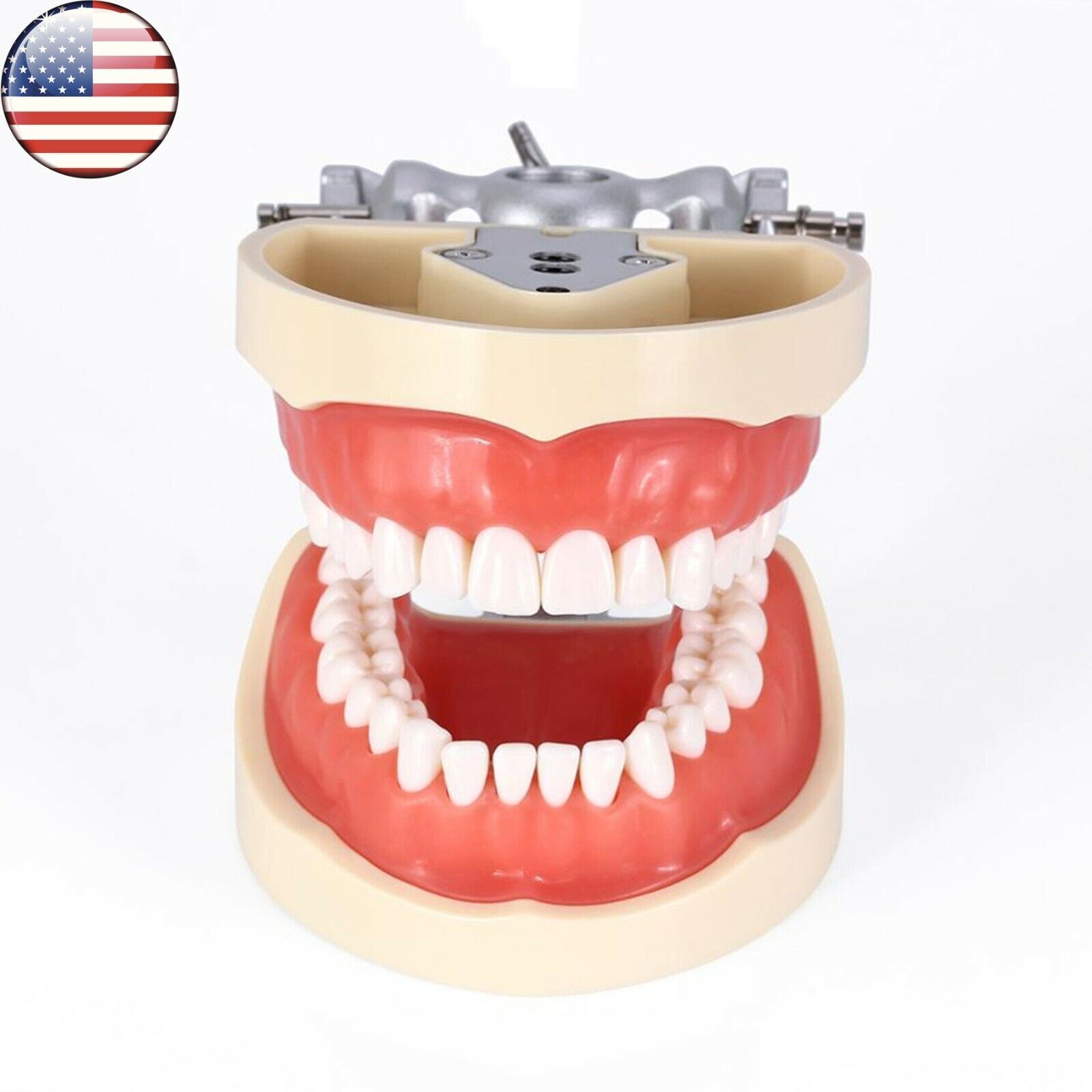 Dental 200 Type Typodont Model With Removable Teeth fit Kilgore NISSIN M8012