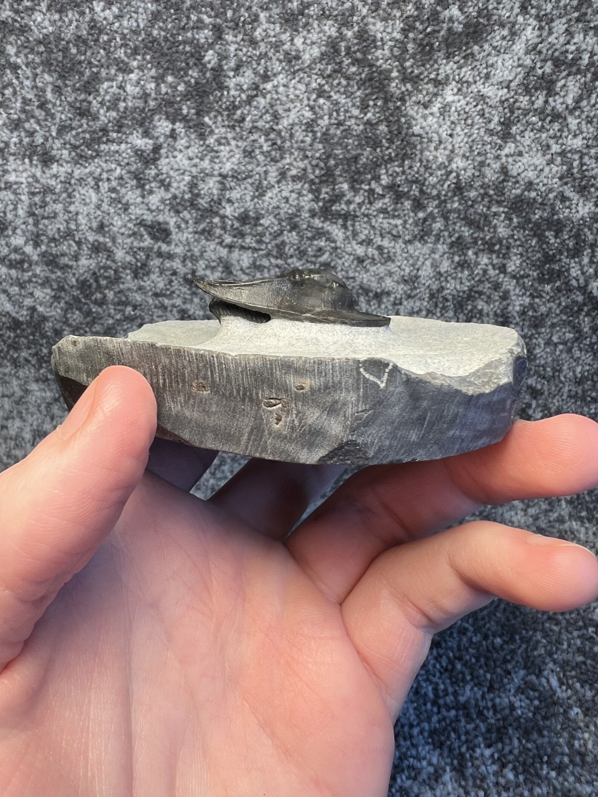 Harpes aff. perradiatus Trilobite Fossil – Attractive Specimen