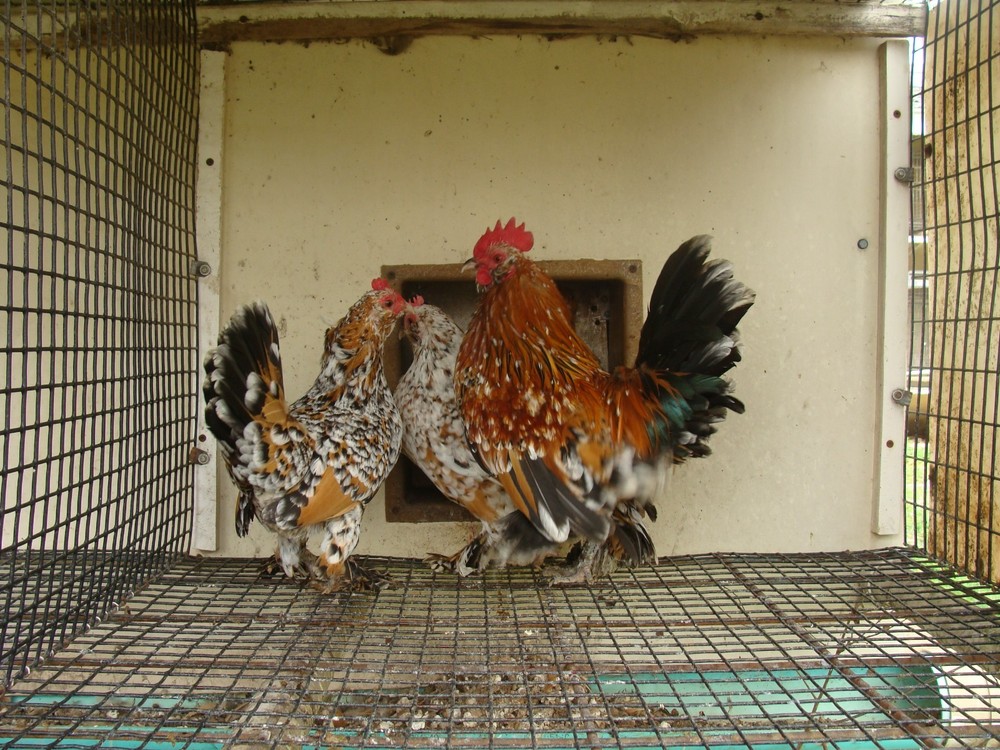 6+ MILLE FLEUR D'UCCLE BANTAM HATCHING EGGS