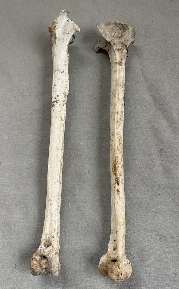 2 - Wild Turkey Tibia Bones