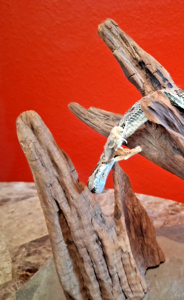 Real Rattlesnake Taxidermy Mount Genuine Rattle Snake Mounted On Driftwood Base