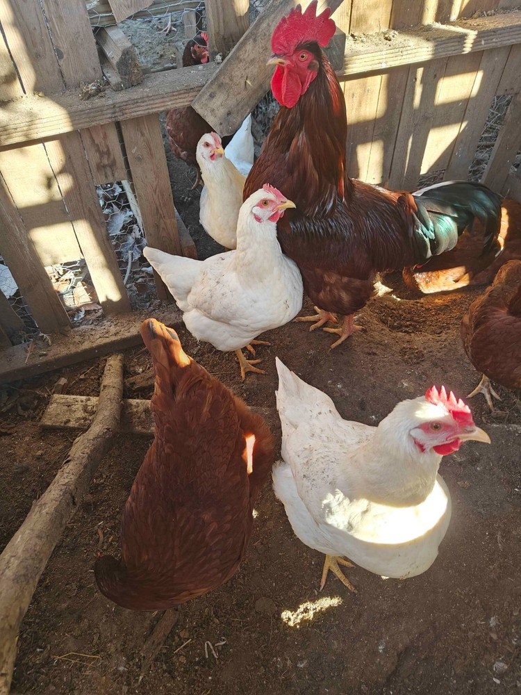 Barnyard Mix Hatching Eggs