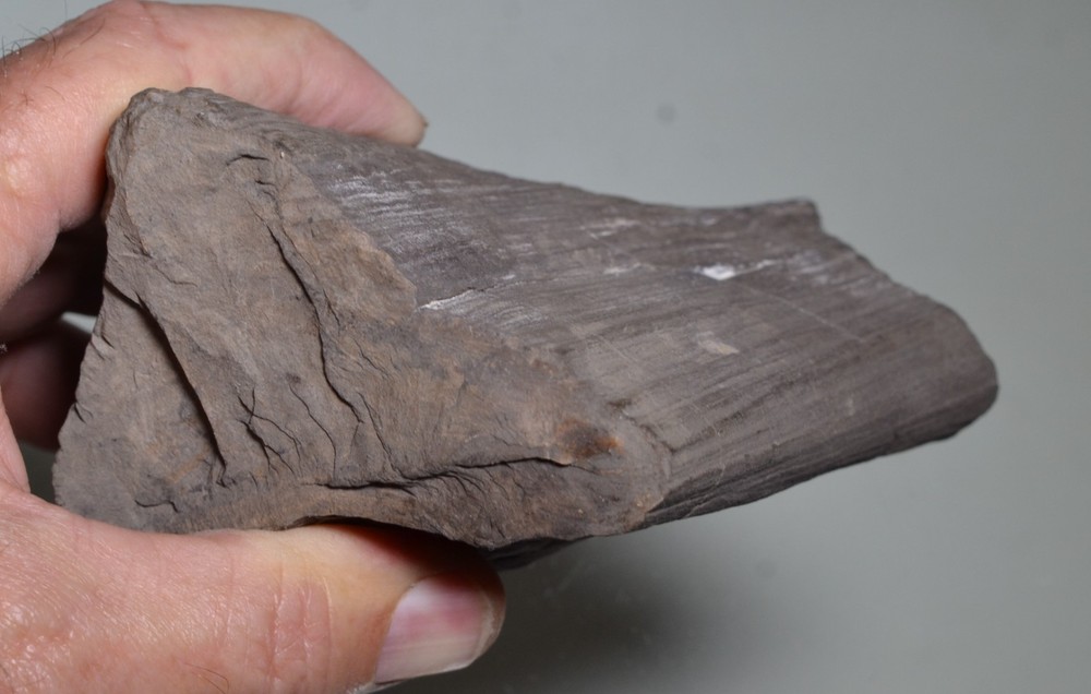 dinosaur bone fossil Utah