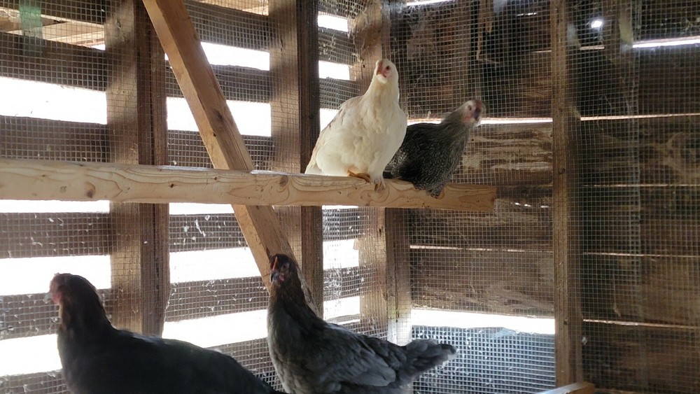 10+ Barnyard Mix Hatching Eggs | Assorted Mix Rare Breeds | TN NPIP CERTIFIED