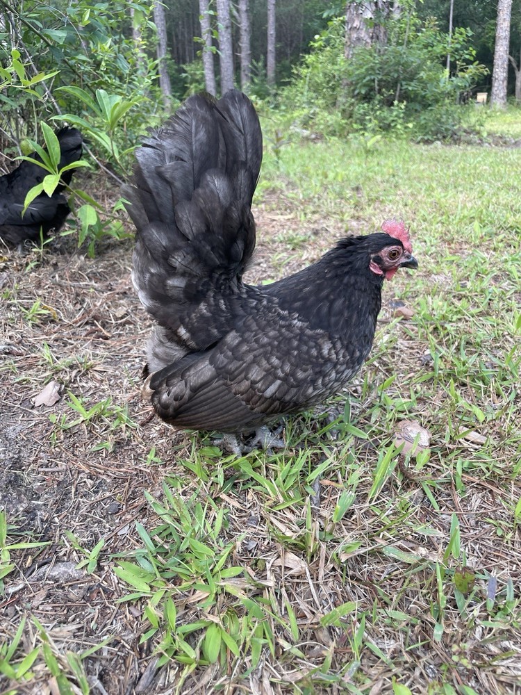 9 Serama Hatching eggs - Mixed Bloodlines