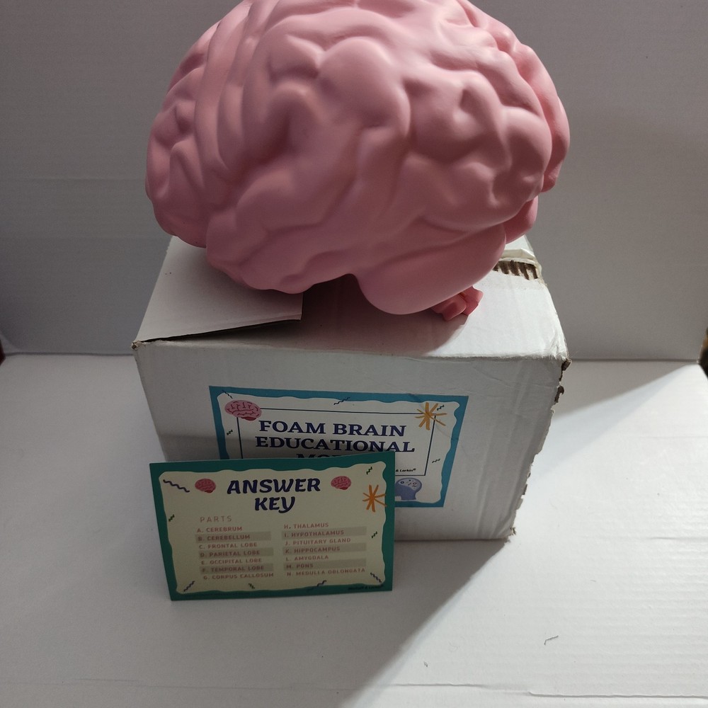 Human Brain Cross Section Foam Model - Educational Anatomy Study Tool - Labeled