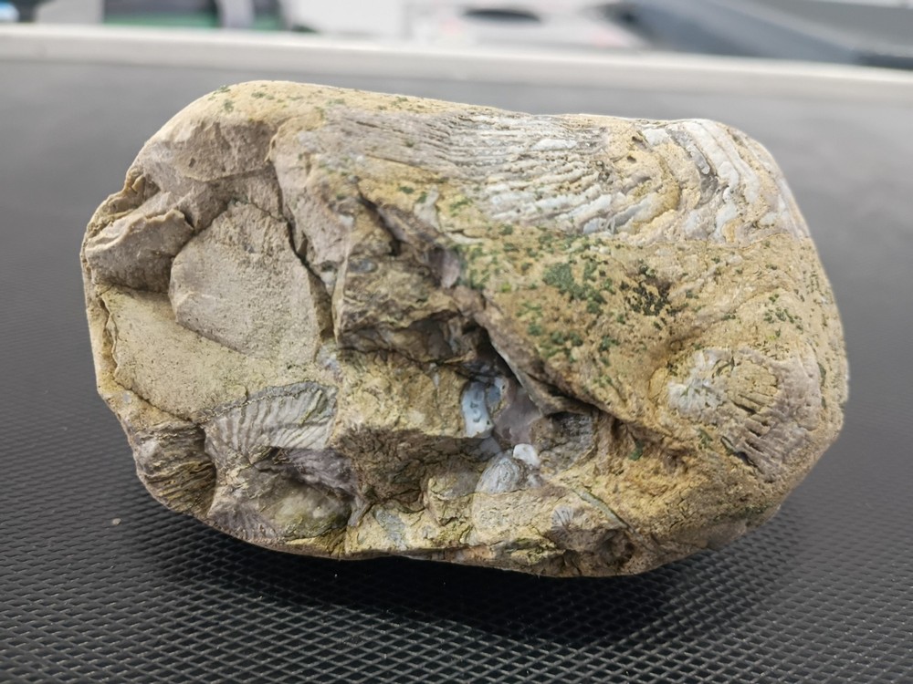Fossil specimen containing multiple marine invertebrates