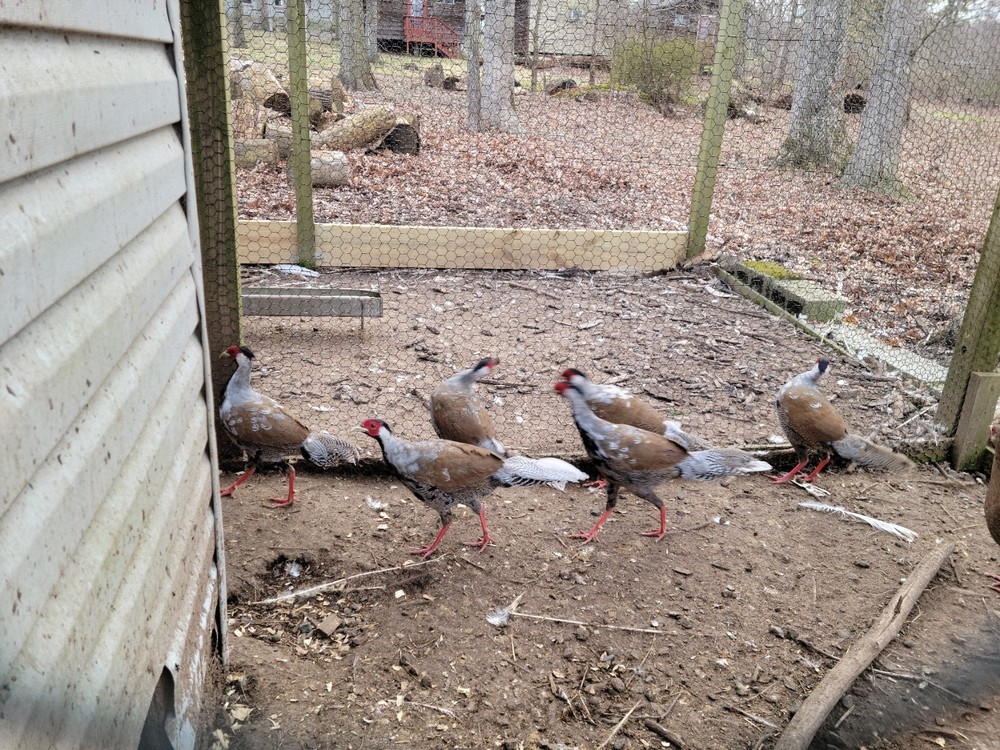 4 Silver Pheasant Hatching Eggs PRESALE , April , PLEASE READ BEFORE BID!!!