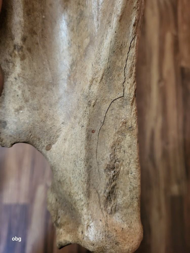 Historic Bison SHOULDER BLADE scapula
