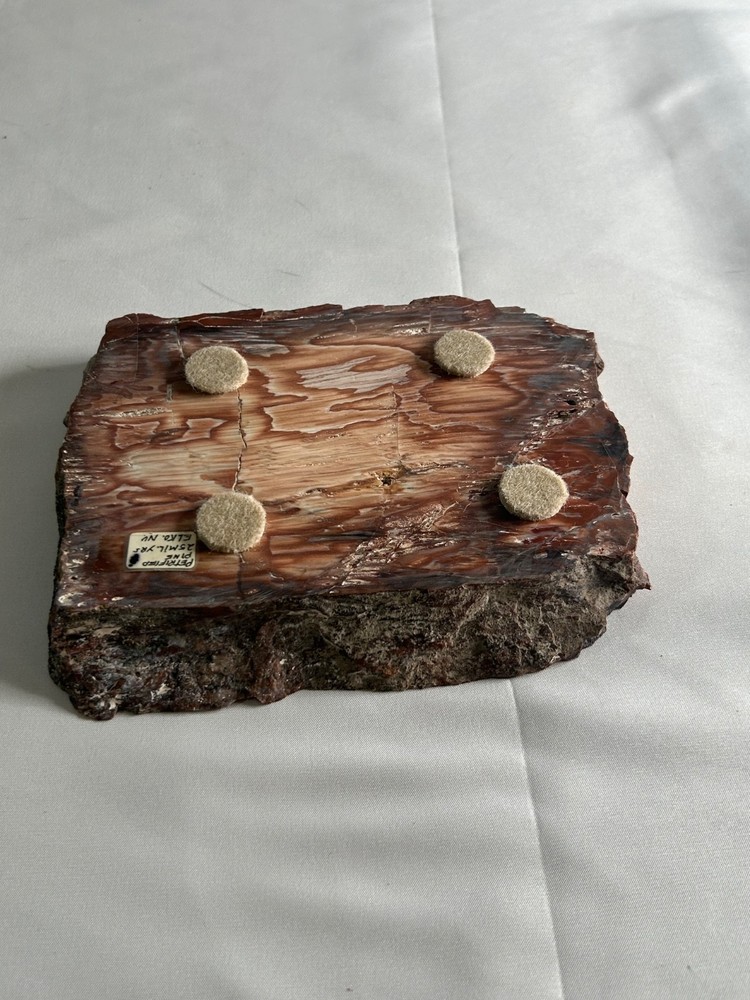 2.5 million year-old petrified pine
