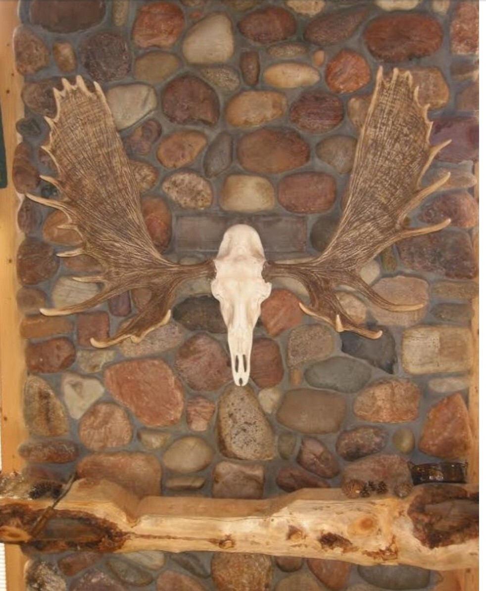 NEW 60" Alaska Bull Moose Antler Rack European Cast Mount Cabela's Taxidermy USA