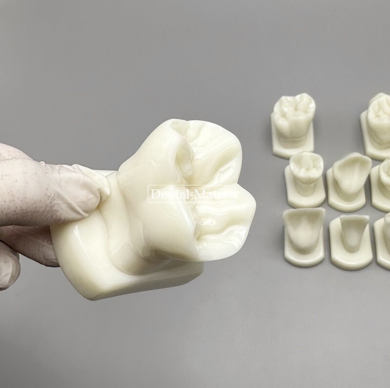 Dental Teeth Form Models OrthodonticTypodont Model Lab Tooth Study Teaching Demo