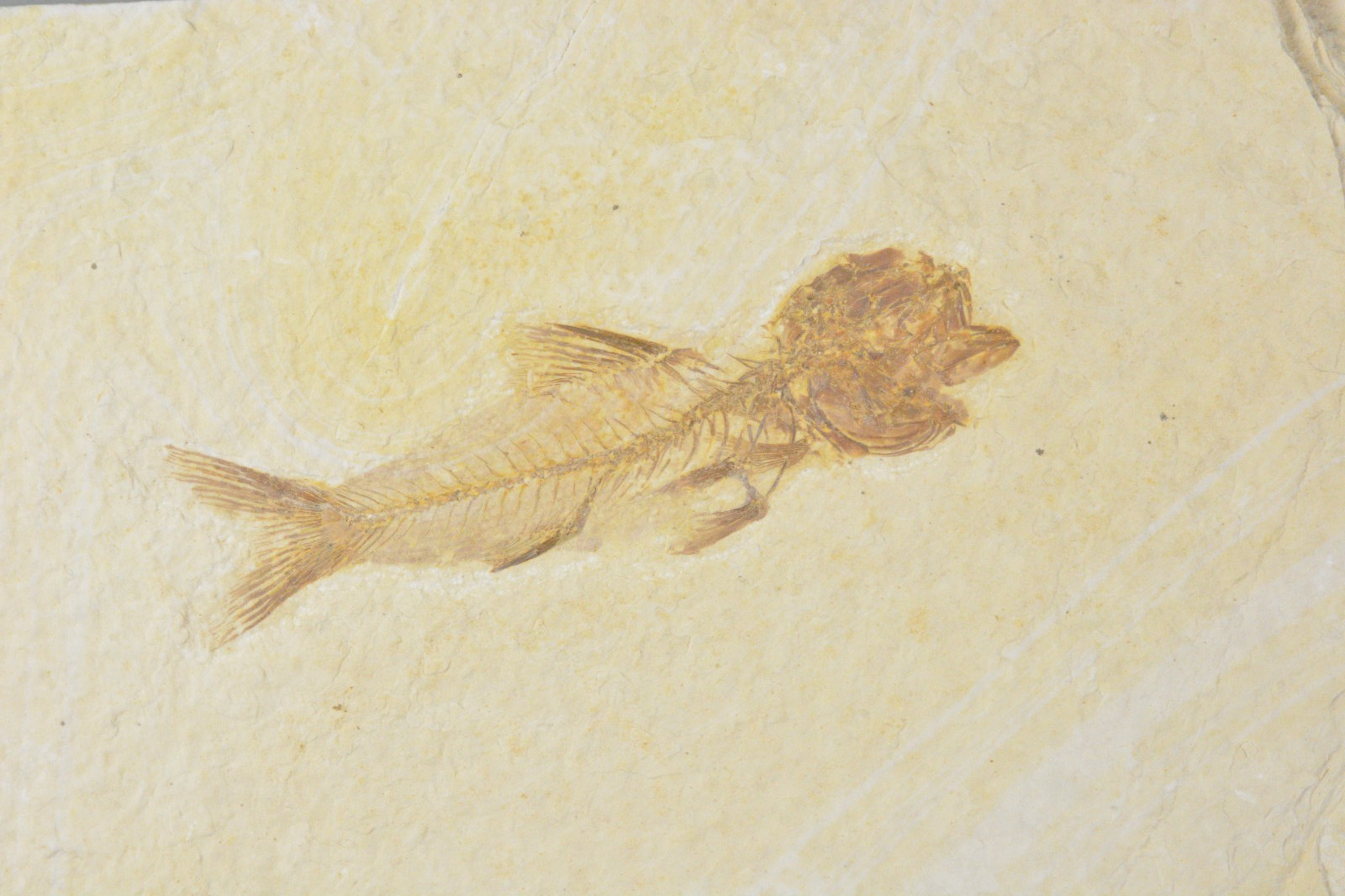 Amphiplaga Fossil Fish, Green River Formation, Wyoming