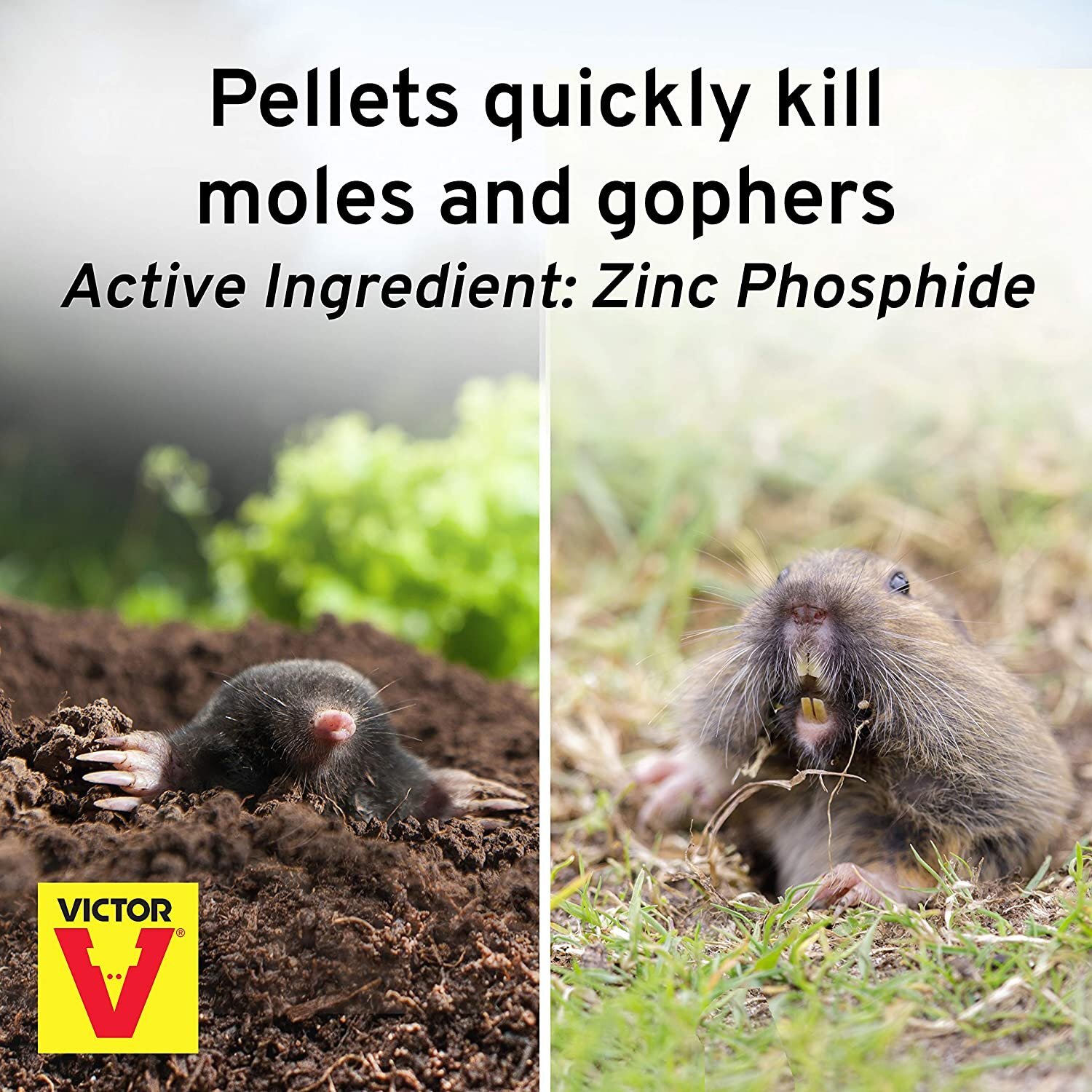 Victor M6006 Outdoor Mole & Gopher Poison Peanuts - Mole and Gopher Bait...