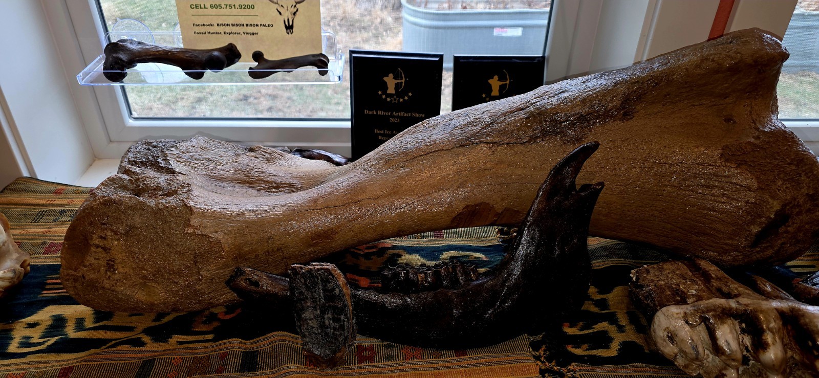 Ice Age mammal tooth & Prehistoric Bison Jaw Iowa