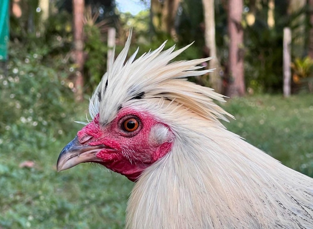 12 Plus Variety Hatching Eggs