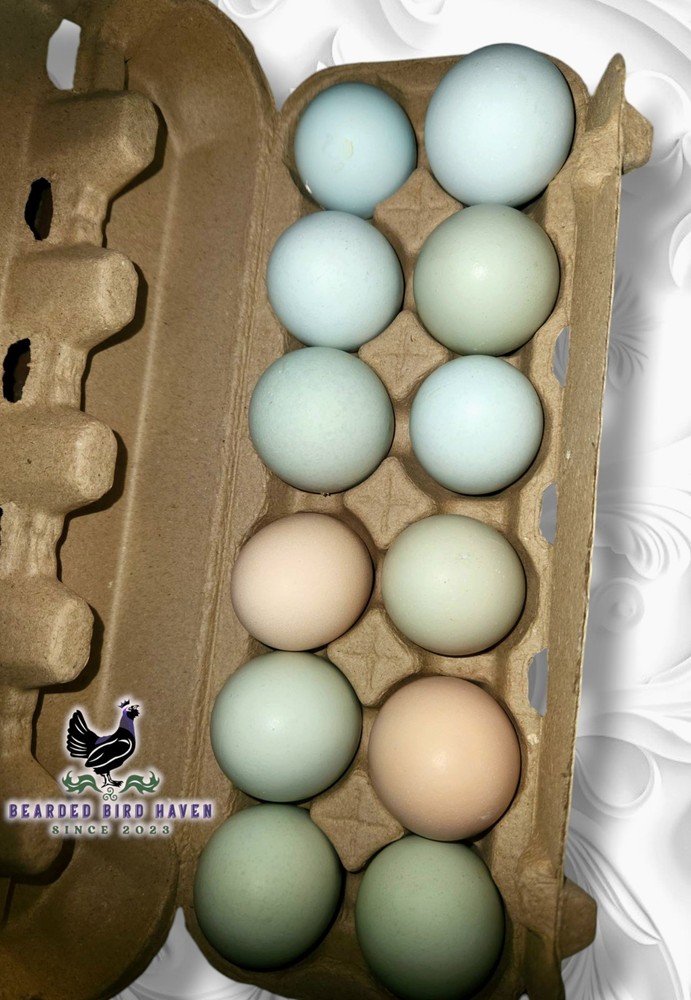 Easter Egger Hatching Eggs X6 (NPIP Certified: AI/PT Clean) + EXTRA