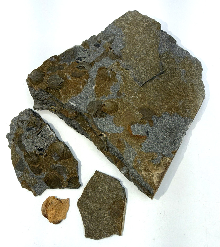 Mixed Lot Brachiopod Fossil Assemblage Natural Matrix Teaching Specimens