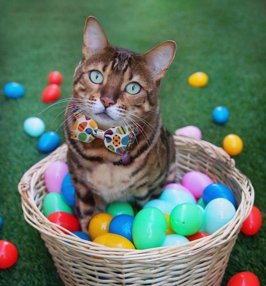 Easter Cat Bow Tie Collar Adjustable Breakaway Collar with Bells, Spring Bowt...